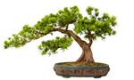 Bonsai